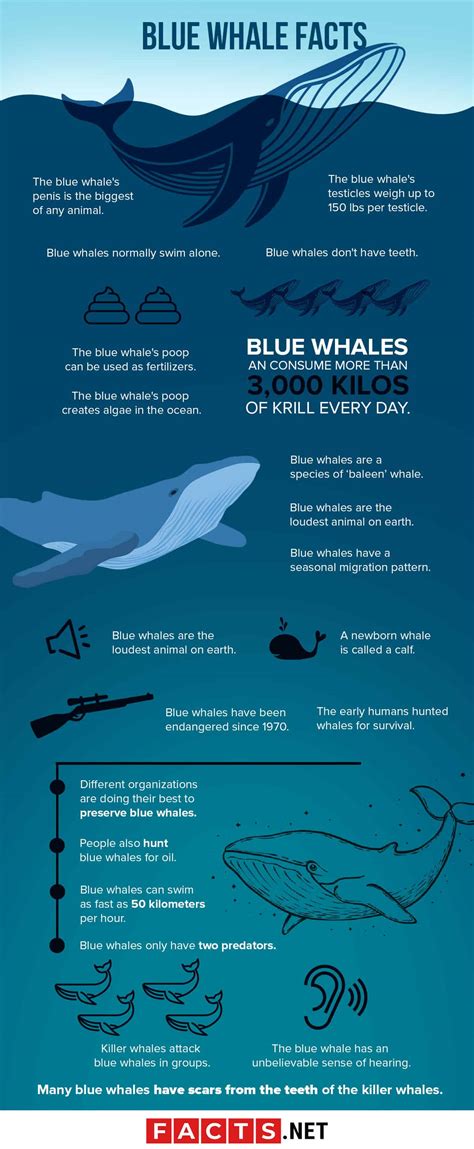 Whale facts. Things To Know About Whale facts. 